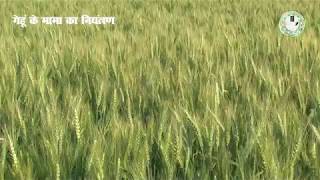 Control of Phalaris Minor in Wheat  गेहूं के मामा का नियंत्रण [upl. by Edgell101]