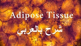 Histology  Adipose Tissue  شرح عربي [upl. by Lucy]