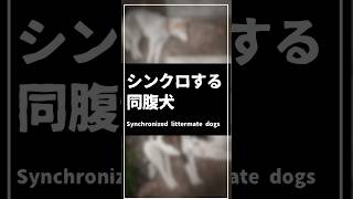 Synchronized littermate dogs シンクロする同腹犬 [upl. by Lobiv]