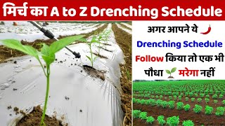 Plant Drenching Schedule  mirch ki kheti  मिर्च के पौधे को मजबूत करें [upl. by Yank]