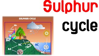 Sulfur cycle [upl. by Turro]