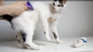 Funny Cat vs Furminator [upl. by Gainor903]