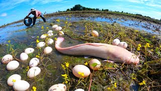 its amazing fishing a smart fisherman catch a lot of fish and pick duck eggs in moss mud at field [upl. by Zetnas575]