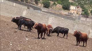 UNA MAÑANA EN LA GANADERÍA DE TEO Y JOSE ANTONIO ADELL en CASTELLOTE  TERUEL [upl. by Israel]