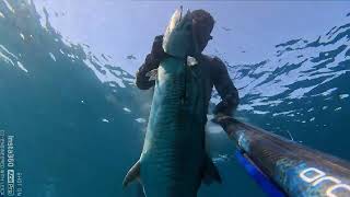 Spearfishing KingFish School  Abu Dhabi [upl. by Nwahsar]