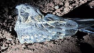 Close up of Indian nightjar at night safari Bhigwan Maharashtra India [upl. by Neumeyer]