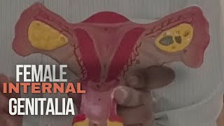 Anatomy of female internal genital organ Ovaries fallopean tube and uterus বাংলা লেকচার [upl. by Odraccir]