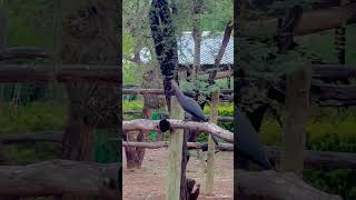 Grey goawaybird African bird❤️nature youtubeshorts shortvideos trending viral shorts wow [upl. by Wootan442]