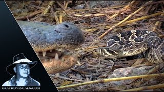 Alligator Eats Rattlesnake 01 Footage [upl. by Niessuh]