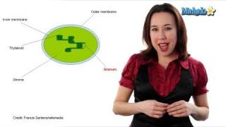 Learn Biology Cells—Chloroplasts [upl. by Lechar]