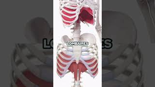 Découvrez la Complexité de la Cage Thoracique et de la respiration [upl. by Eelirrem]