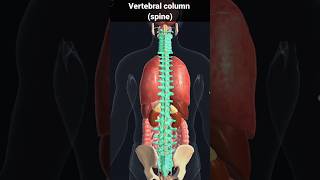 spine vertebral column  vertebral column and spinal cord foryou shorts [upl. by Watters]