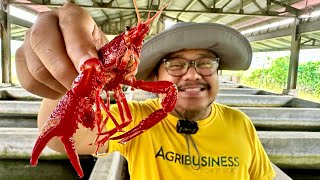 Crayfish Farming in the Philippines Pinaka magandang Pagkakitaan Ngayon [upl. by Aikemot284]