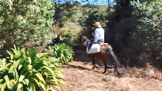 EXPLORANDO EL CERRO GUÍA FUIMOS A CORTAR MOSTAZA GORDOLOBO Y MÁS  LA MERCED DEL POTRERO OAXACA [upl. by Millham]