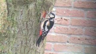 Digiscoping  Grote bonte specht [upl. by Zipah]