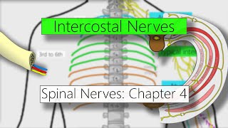 Intercostal nerves  Nervous system  4K  Spinal nerves Chapter 4 [upl. by Yelsnik]