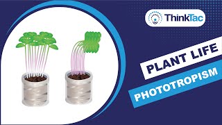 Plant Life Phototropism  DIY Science  ThinkTac [upl. by Indnahc]