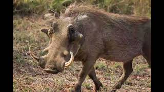 Warthog Sound Warthog Voice  Real Animal Sounds [upl. by Ahsemak]