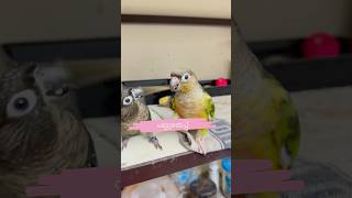 പല്ലുതേപ്പ് l Mittu amp Kallu My companion l How to Train Parrots or Pet Birds parrottraining [upl. by Loretta]