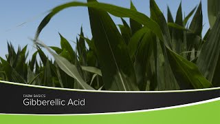 Gibberellic Acid [upl. by Ijar]