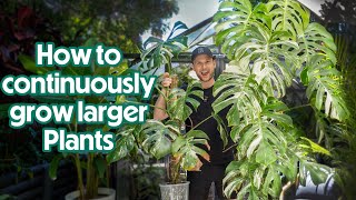 HOW TO MATURE YOUR MONSTERA DESPITE CUTTING IT  quick chop amp extend tutorial [upl. by Corinna]