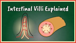 The Intestinal Villi Explained  Absorption [upl. by Waylan]