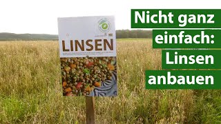 Challenge Landwirtschaft BioLandwirt baut Linsen an  Unser Land  BR [upl. by Idarb367]