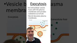 Endocytosis vs Exocytosis [upl. by Chilt]