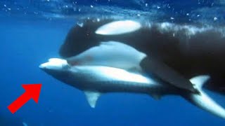 Footage Captures Killer Whales Attacking Great White Shark in South Africa [upl. by Veradia]