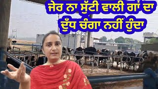 ROP wali cow ka milk peena chahiye k nhi [upl. by Aonehc]