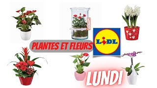 💥 ARRIVAGE LIDL💥 PLANTES ET FLEURS  7 février 2022  16 OFFRES  FRANCE [upl. by Chessa883]