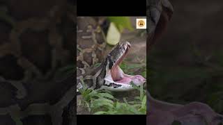 Snake Attack Pythons Deadly Strike Against King Cobra SnakeAttack Short Wildlife [upl. by Bilac222]