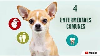 ≫ 4 Enfermedades Comunes en los Perros Chihuahua [upl. by Vandervelde]