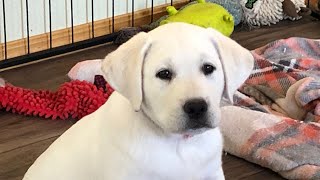 Yellow Labrador Puppies 8 Weeks Old [upl. by Aineles]