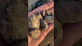 3 eyed Petoskey stone rockhounders greatlakes rocks [upl. by Cordi]