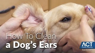 Cleaning A Dogs Ears  Veterinary Training [upl. by Nbi]