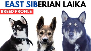 East Siberian Laika Breed Profile History  Price  Traits  East Siberian Laika Grooming Needs [upl. by Ynelram]