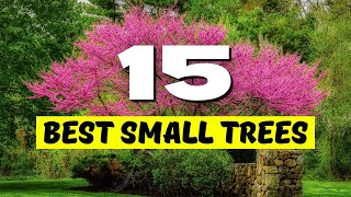 😍 BIG IMPACT 15 BEST Small Trees for Landscaping 💚✨ [upl. by Emiatej]