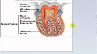 general anatomy 9  joints part 1by dr  sameh ghazy [upl. by Atimad603]