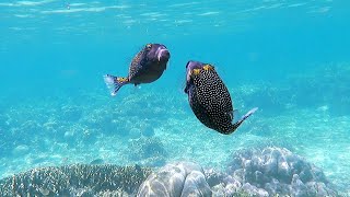 Bunaken Seagarden resorts Housereef part 5 Sulawesi 2023 [upl. by Neibart]