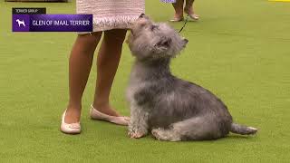 Glen of Imaal Terriers  Breed Judging 2024 [upl. by Ardnuhs]