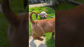 Boerboel And Tortoises Interesting Relationship boerboel sulcatatortoise puppylife [upl. by Ahsetra]