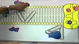 Cell Membrane Tutorial [upl. by Kcajyllib]