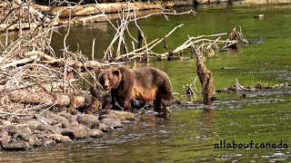 Male Grizzly Bear  Canadas Nature  Wildlife  BC 🇨🇦 [upl. by Mcfarland822]