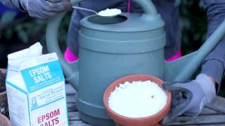 Uses for Epsom Salts in the Garden  Around the Garden [upl. by Aiblis]