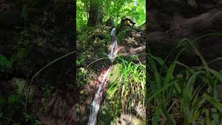 A gentle stream flows along a stony bank in a peaceful forest setting on a sunny day [upl. by Blim]