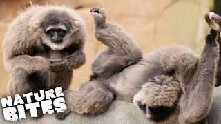 Can Zookeepers Help Silvery Gibbons Mate  The Secret Life of the Zoo  Nature Bites [upl. by Meir346]