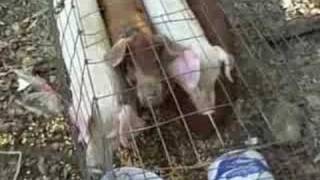 Baby Pigs At The Flea Market Sep 27 2008  VID00004 [upl. by Nirhtak]