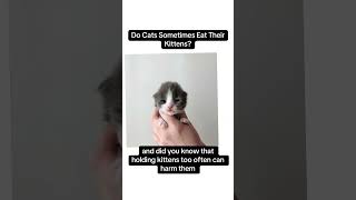 Why do cats sometimes eat their kittens catsfacts cat catlover yourcat catshorts pets [upl. by Thora]