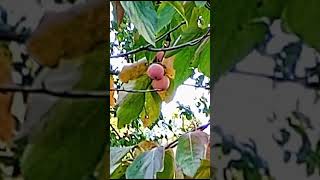 89😲Diospyros kaki 🏵️ playlist grădini înflorite 310 video [upl. by Olinad281]